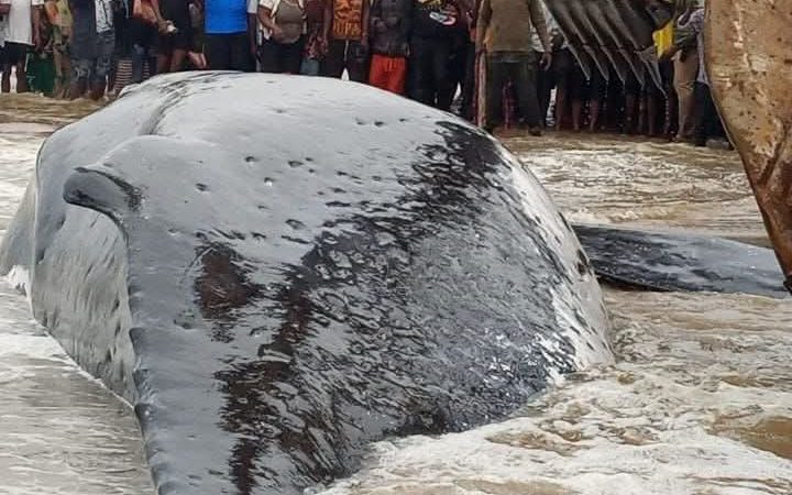 RDC : une baleine retrouvée échouée sur une plage de Muanda