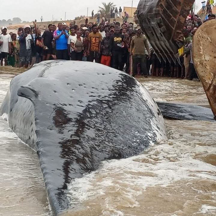 RDC : une baleine retrouvée échouée sur une plage de Muanda