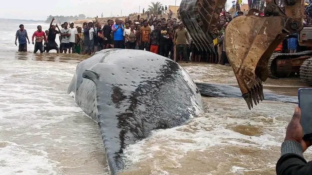 RDC – À Moanda (Kongo Central), la baleine échouée n&rsquo;a pas survécu