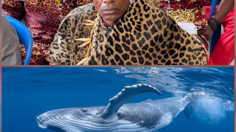 RDC : À Muanda, une baleine échouée ravive les croyances ancestrales et suscite la prudence