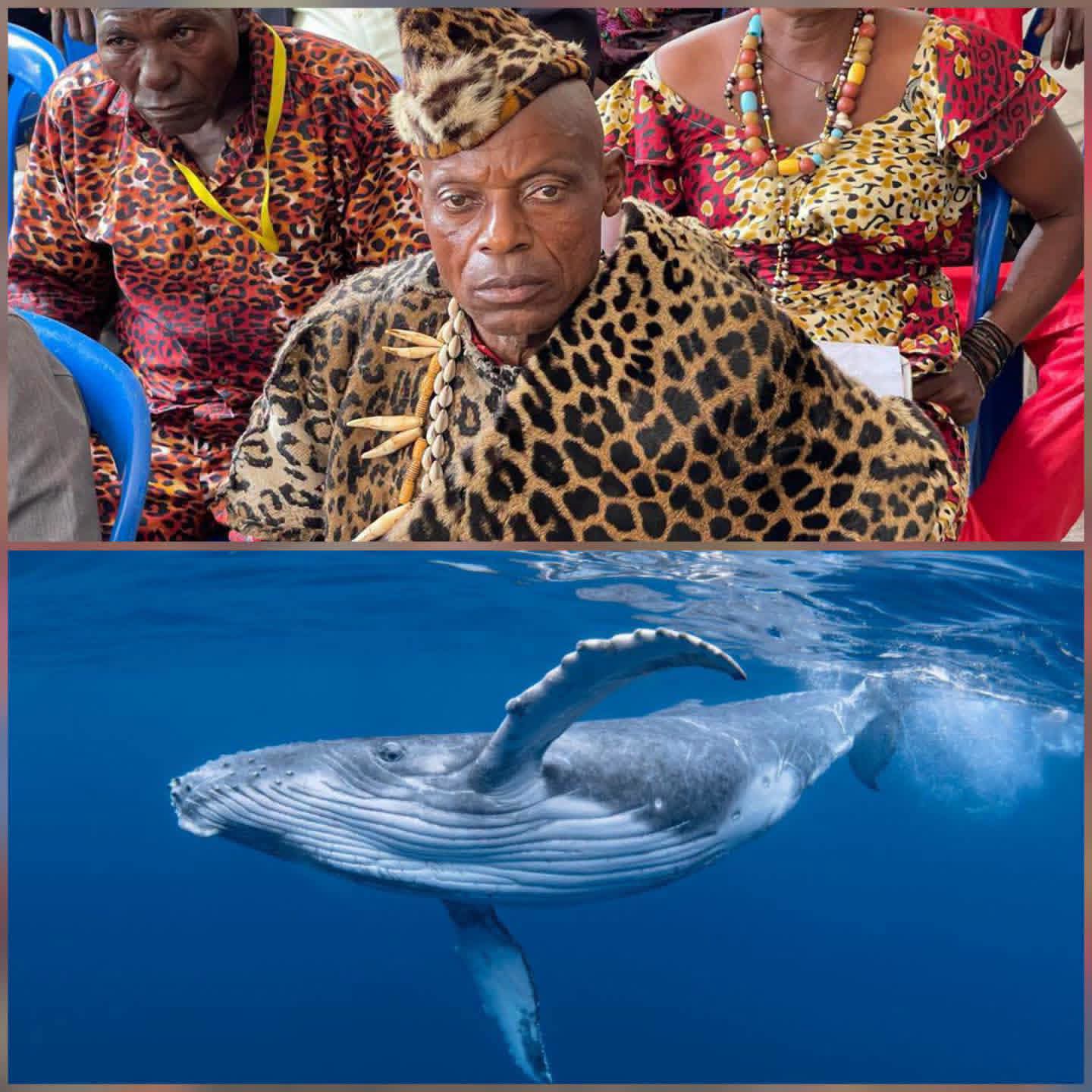 RDC : À Muanda, une baleine échouée ravive les croyances ancestrales et suscite la prudence