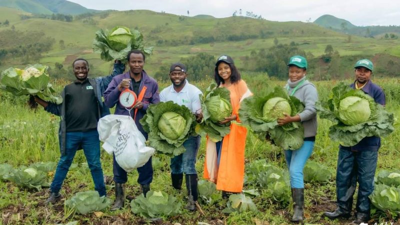 Sud-Kivu : la Brigade de jeunesse AALI récolte ses premiers choux géants grâce au programme ATA RDC