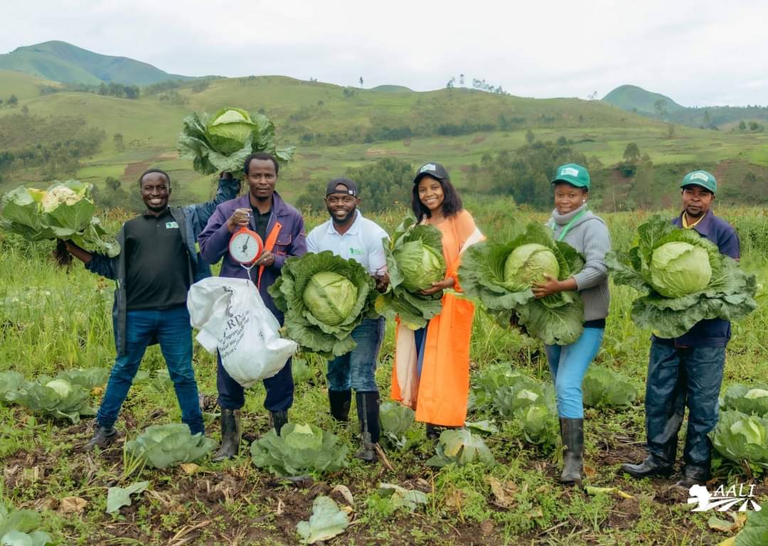 Sud-Kivu : la Brigade de jeunesse AALI récolte ses premiers choux géants grâce au programme ATA RDC