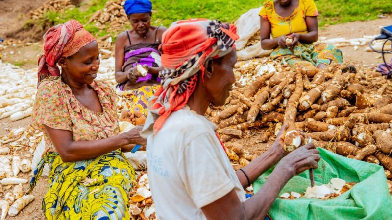Rwanda : les épluchures de manioc transformées en aliments pour bétail grâce au projet « Gwiza Muhinzi »