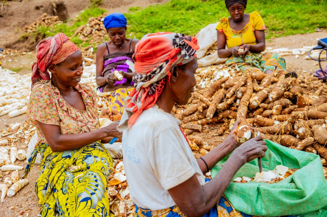 Rwanda : les épluchures de manioc transformées en aliments pour bétail grâce au projet « Gwiza Muhinzi »
