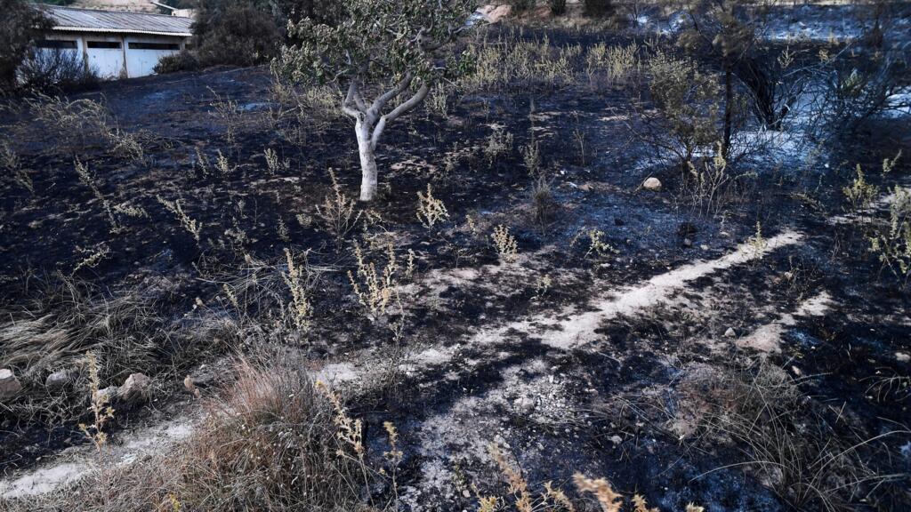En Algérie, des feux de forêt font au moins 12 morts dans l&rsquo;est du pays