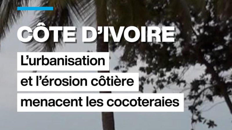 Côte d&rsquo;Ivoire : l&rsquo;urbanisation et l&rsquo;érosion côtière menacent les cocoteraies