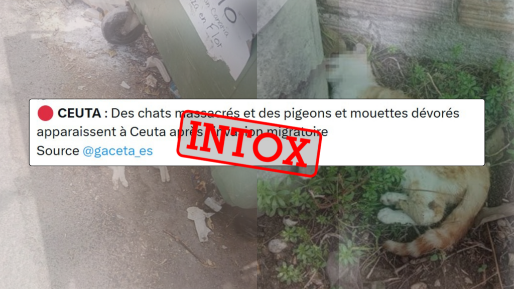 « À Ceuta, ils mangent les chats » : de fausses images et une rumeur persistante