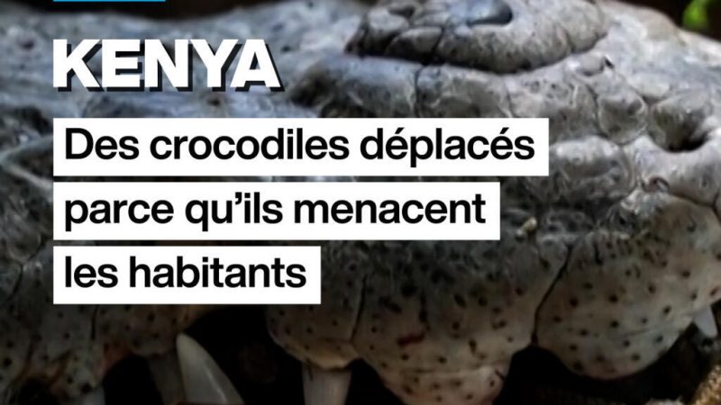Kenya : des crocodiles deplacés parce qu&rsquo;ils menacent les habitants