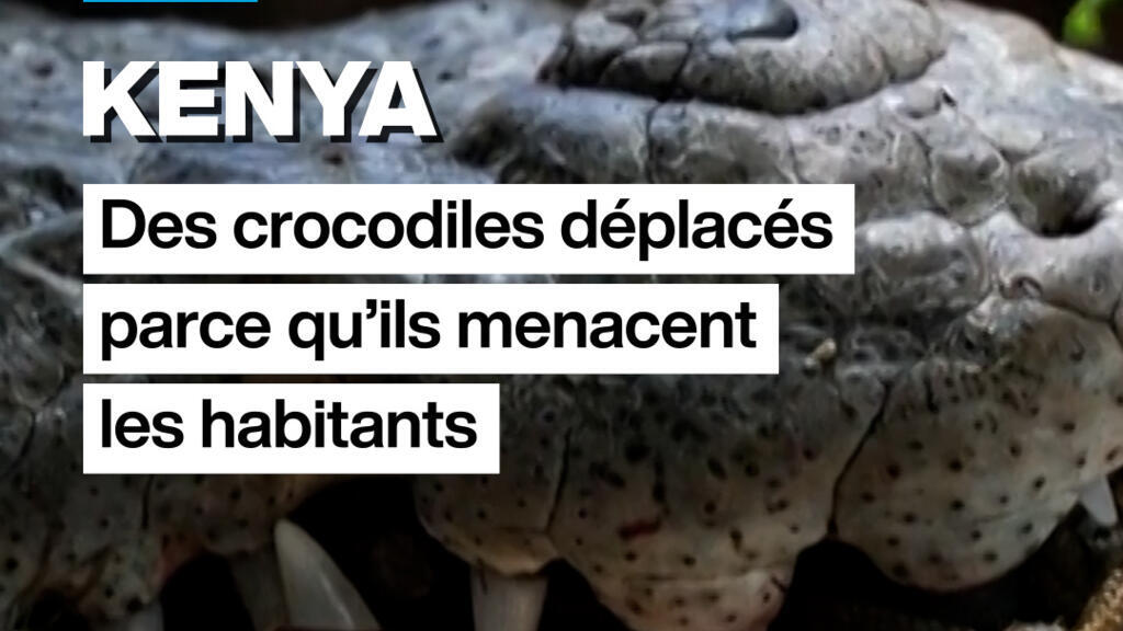 Kenya : des crocodiles deplacés parce qu&rsquo;ils menacent les habitants